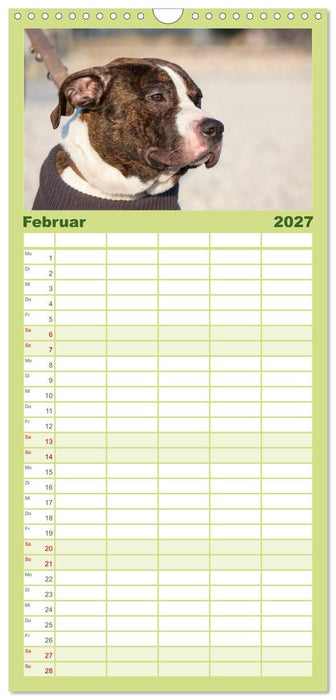 Pit Bull und Co. - Geliebt, gefürchtet, missverstanden (CALVENDO Familienplaner 2027)