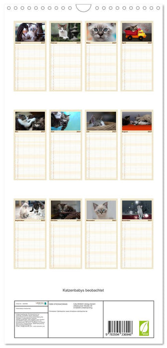 Katzenbabys beobachtet (CALVENDO Familienplaner 2027)