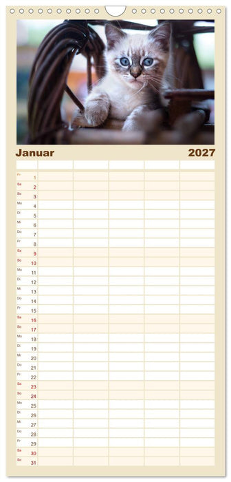 Katzenbabys beobachtet (CALVENDO Familienplaner 2027)