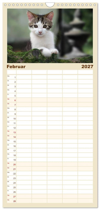 Katzenbabys beobachtet (CALVENDO Familienplaner 2027)