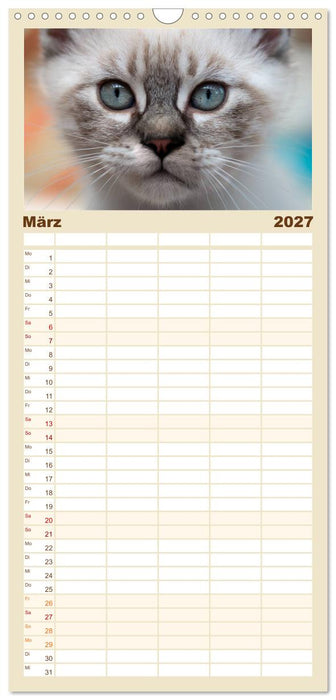 Katzenbabys beobachtet (CALVENDO Familienplaner 2027)