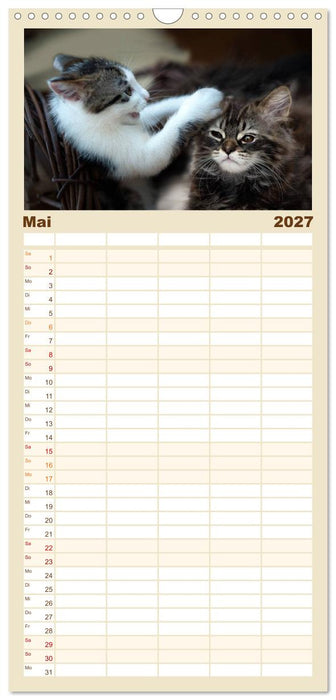 Katzenbabys beobachtet (CALVENDO Familienplaner 2027)