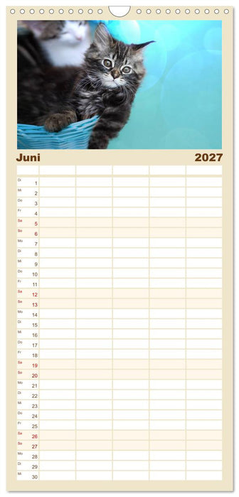 Katzenbabys beobachtet (CALVENDO Familienplaner 2027)