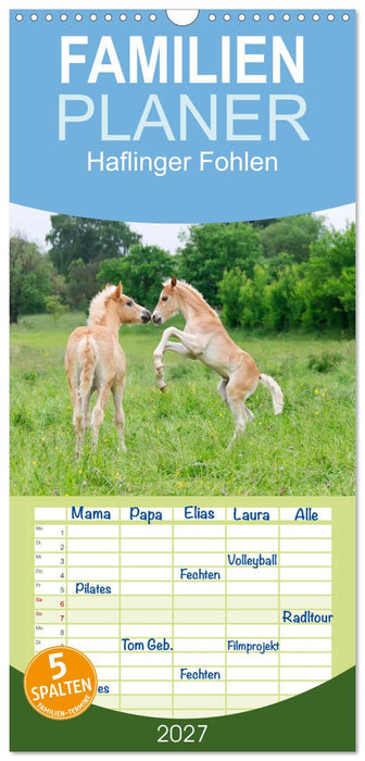 Haflinger Fohlen (CALVENDO Familienplaner 2027)