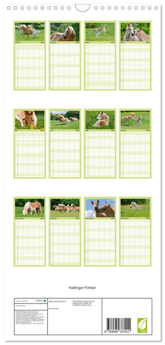 Haflinger Fohlen (CALVENDO Familienplaner 2027)