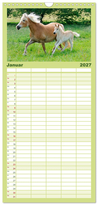 Haflinger Fohlen (CALVENDO Familienplaner 2027)
