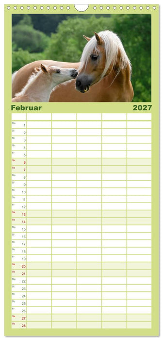 Haflinger Fohlen (CALVENDO Familienplaner 2027)