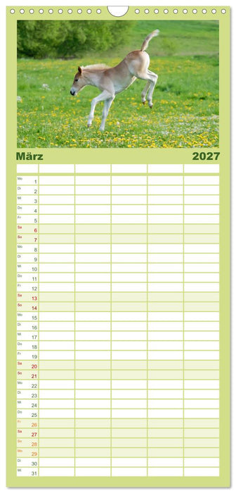 Haflinger Fohlen (CALVENDO Familienplaner 2027)