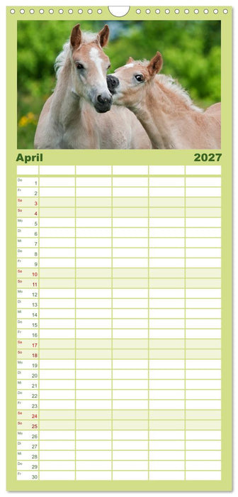Haflinger Fohlen (CALVENDO Familienplaner 2027)
