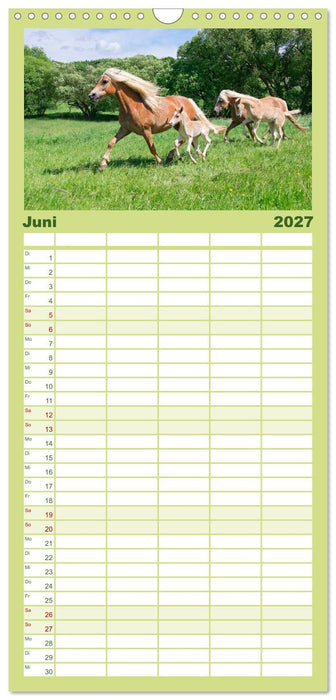 Haflinger Fohlen (CALVENDO Familienplaner 2027)