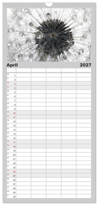Filigrane Pusteblumen / Geburtstagskalender (CALVENDO Familienplaner 2027)