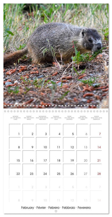 Marmots - Cute and Curious (CALVENDO Monthly Calendar 2027)