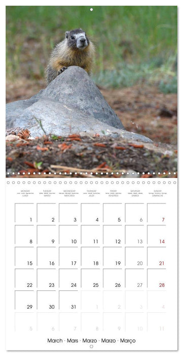 Marmots - Cute and Curious (CALVENDO Monthly Calendar 2027)