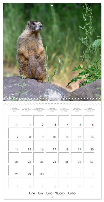 Marmots - Cute and Curious (CALVENDO Monthly Calendar 2027)