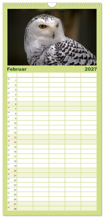 Eulen (CALVENDO Familienplaner 2027)
