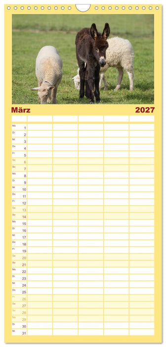 Esel - hübsch, klug und fleißig (CALVENDO Familienplaner 2027)
