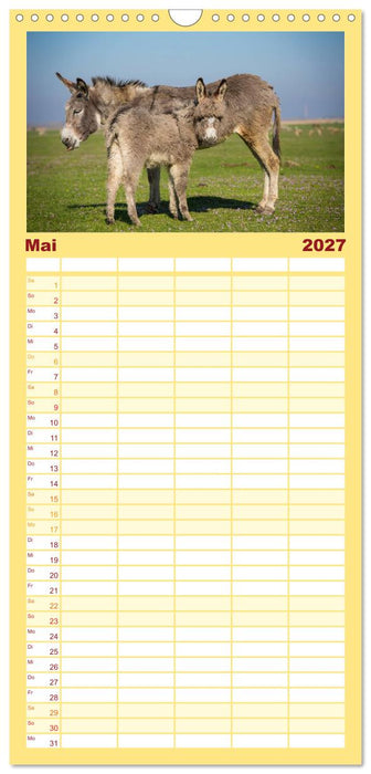 Esel - hübsch, klug und fleißig (CALVENDO Familienplaner 2027)