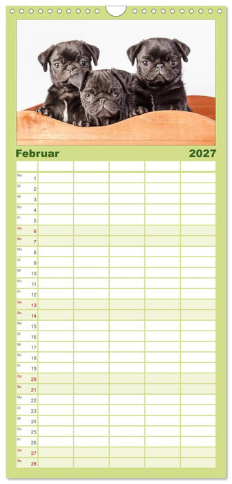 Möpse (CALVENDO Familienplaner 2027)