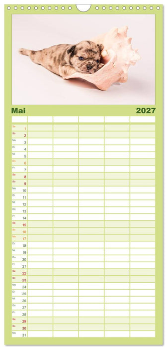 Möpse (CALVENDO Familienplaner 2027)
