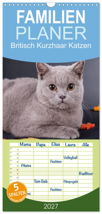 Britisch Kurzhaar Katzen (CALVENDO Familienplaner 2027)