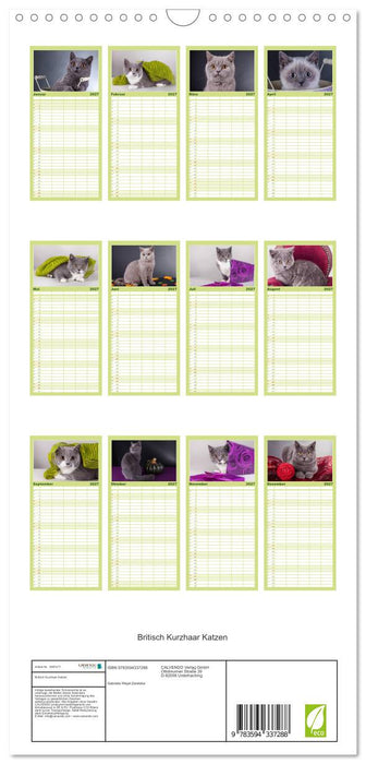 Britisch Kurzhaar Katzen (CALVENDO Familienplaner 2027)