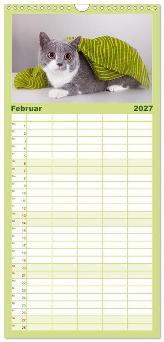 Britisch Kurzhaar Katzen (CALVENDO Familienplaner 2027)