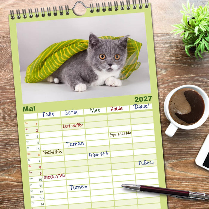 Britisch Kurzhaar Katzen (CALVENDO Familienplaner 2027)