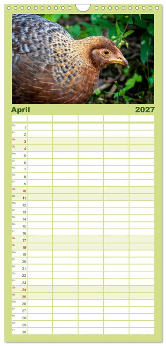 Gartenhühner (CALVENDO Familienplaner 2027)