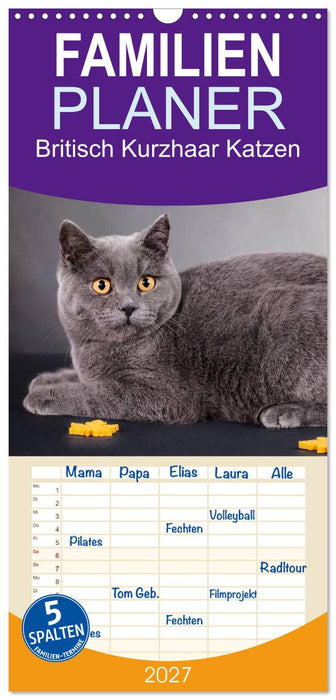 Britisch Kurzhaar Katzen (CALVENDO Familienplaner 2027)