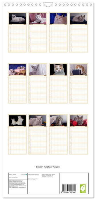 Britisch Kurzhaar Katzen (CALVENDO Familienplaner 2027)