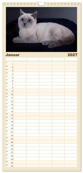 Britisch Kurzhaar Katzen (CALVENDO Familienplaner 2027)