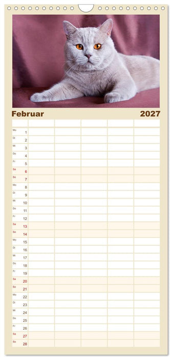 Britisch Kurzhaar Katzen (CALVENDO Familienplaner 2027)