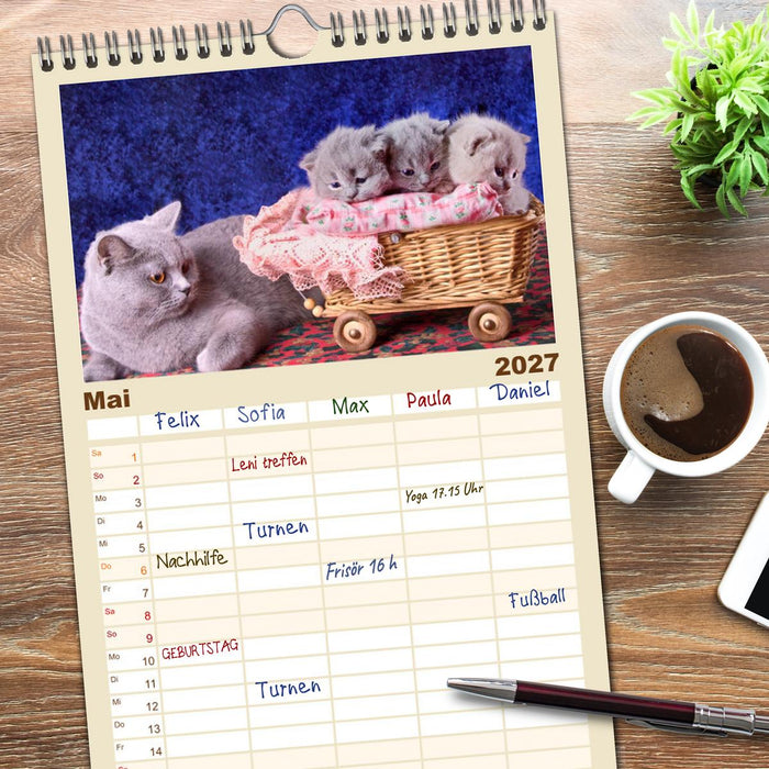 Britisch Kurzhaar Katzen (CALVENDO Familienplaner 2027)