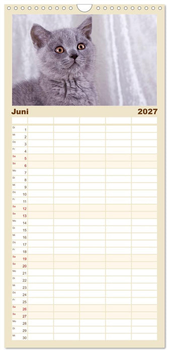 Britisch Kurzhaar Katzen (CALVENDO Familienplaner 2027)