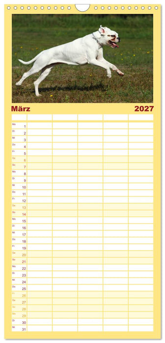 Deutscher Boxer 2027 (CALVENDO Familienplaner 2027)