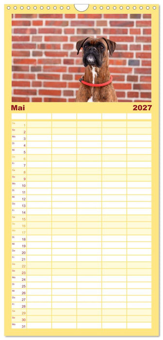 Deutscher Boxer 2027 (CALVENDO Familienplaner 2027)