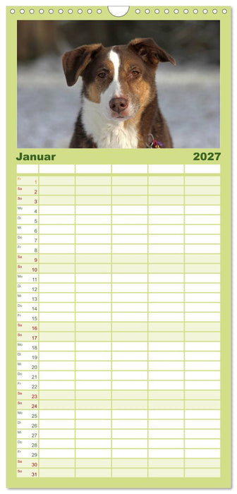 Faszination Hund (CALVENDO Familienplaner 2027)