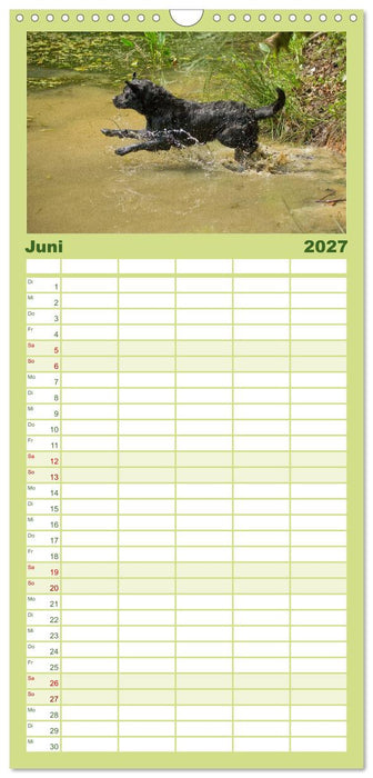 Faszination Hund (CALVENDO Familienplaner 2027)