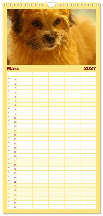 Bolonka Zwetna (CALVENDO Familienplaner 2027)