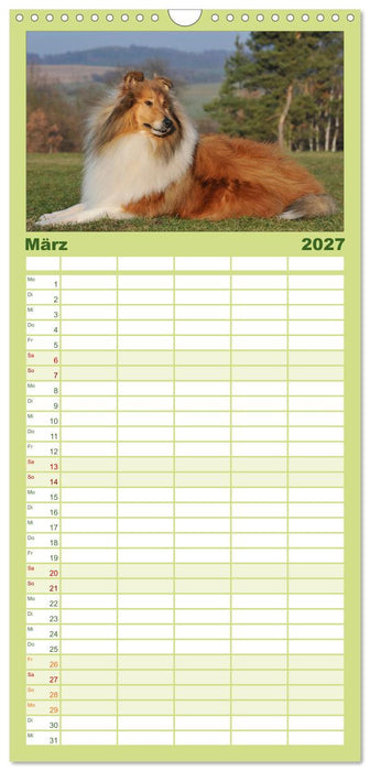 Faszination Collie 2027 (CALVENDO Familienplaner 2027)