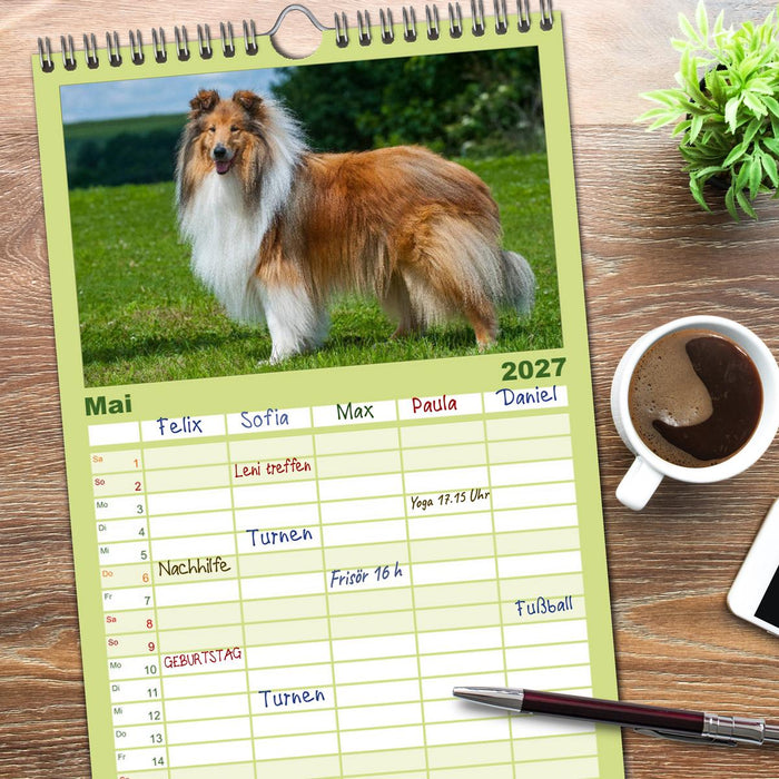 Faszination Collie 2027 (CALVENDO Familienplaner 2027)