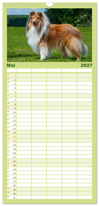 Faszination Collie 2027 (CALVENDO Familienplaner 2027)