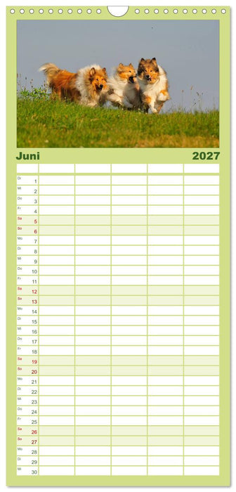 Faszination Collie 2027 (CALVENDO Familienplaner 2027)