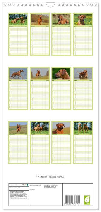 Rhodesian Ridgeback 2027 (CALVENDO Familienplaner 2027)