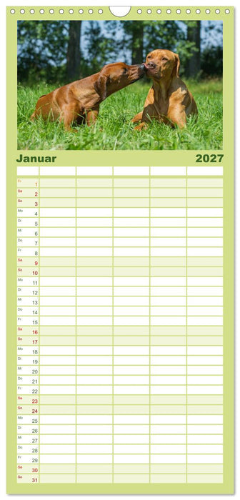 Rhodesian Ridgeback 2027 (CALVENDO Familienplaner 2027)