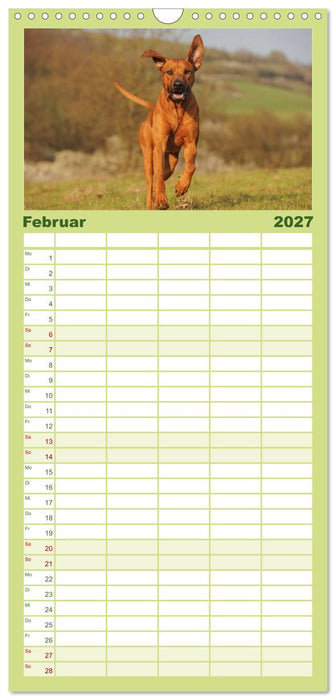 Rhodesian Ridgeback 2027 (CALVENDO Familienplaner 2027)