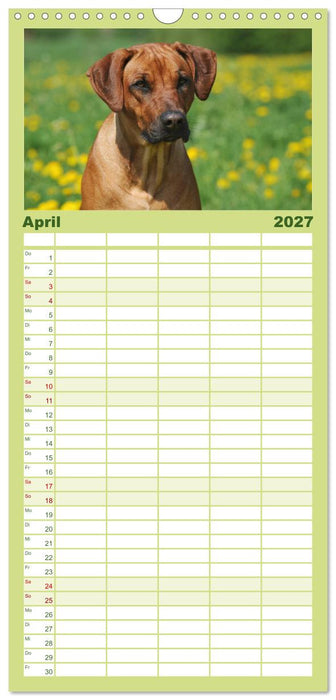 Rhodesian Ridgeback 2027 (CALVENDO Familienplaner 2027)