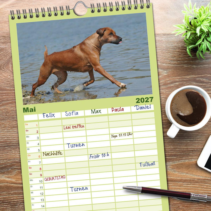 Rhodesian Ridgeback 2027 (CALVENDO Familienplaner 2027)
