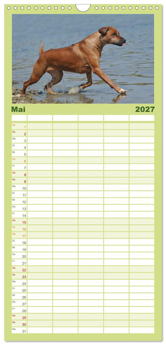 Rhodesian Ridgeback 2027 (CALVENDO Familienplaner 2027)