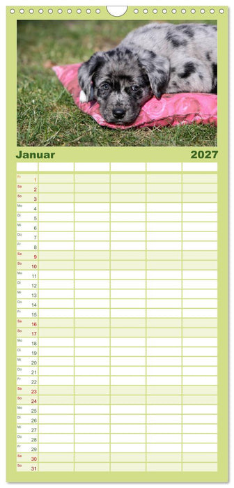 Der Hundewelpen-Geburtstagskalender (CALVENDO Familienplaner 2027)